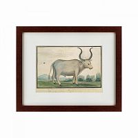 картина: cape ox, 1778 в Кемерово