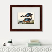 картина: blue-winged teal, 1836 в Кемерово