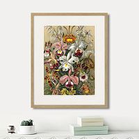 картина: art forms of nature №6, 1897г. в Кемерово