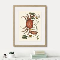 картина: land crab and tapia branch, 1742г. в Кемерово