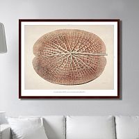 картина: leaf of a gigantic water lily, 1870г. в Кемерово