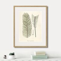 картина: fragmenta botanica №9, 1809г. в Кемерово