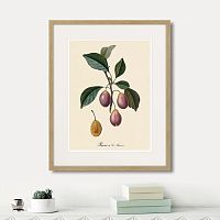 картина: juicy fruit lithography №9, 1870г. в Кемерово
