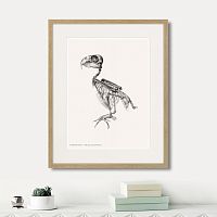 картина: chrysotis braziliensis, 1867г. в Кемерово