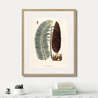 картина: fragmenta botanica №5, 1809г. в Кемерово